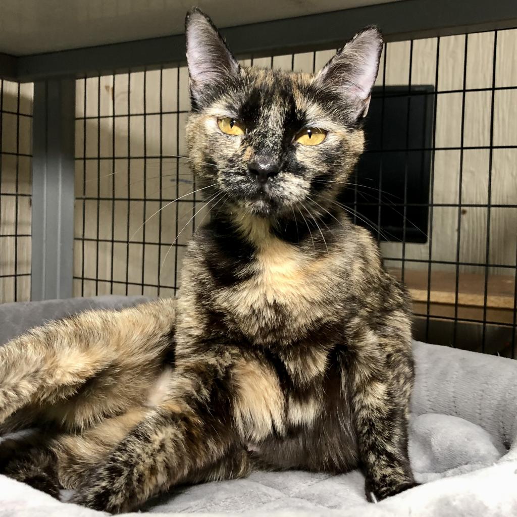 Needy Paws Animal Shelter Furever Friends For Your Family