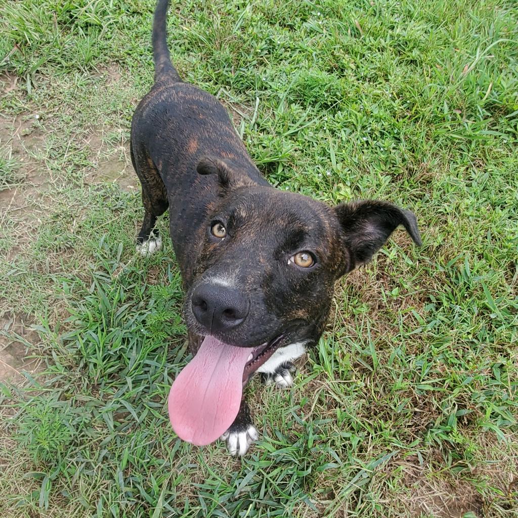 Needy Paws Animal Shelter Furever Friends For Your Family