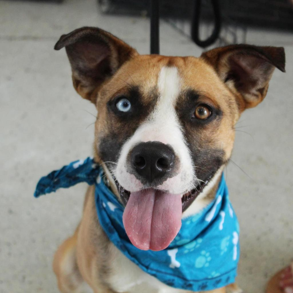 Needy Paws Animal Shelter Furever Friends For Your Family