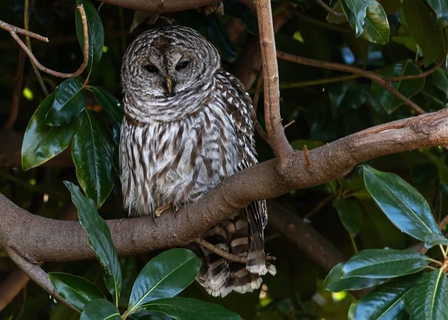Sleepy Owl Cute 