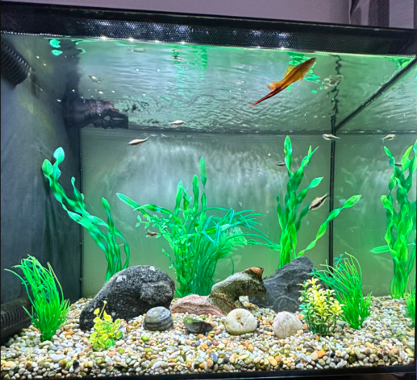 fish tank