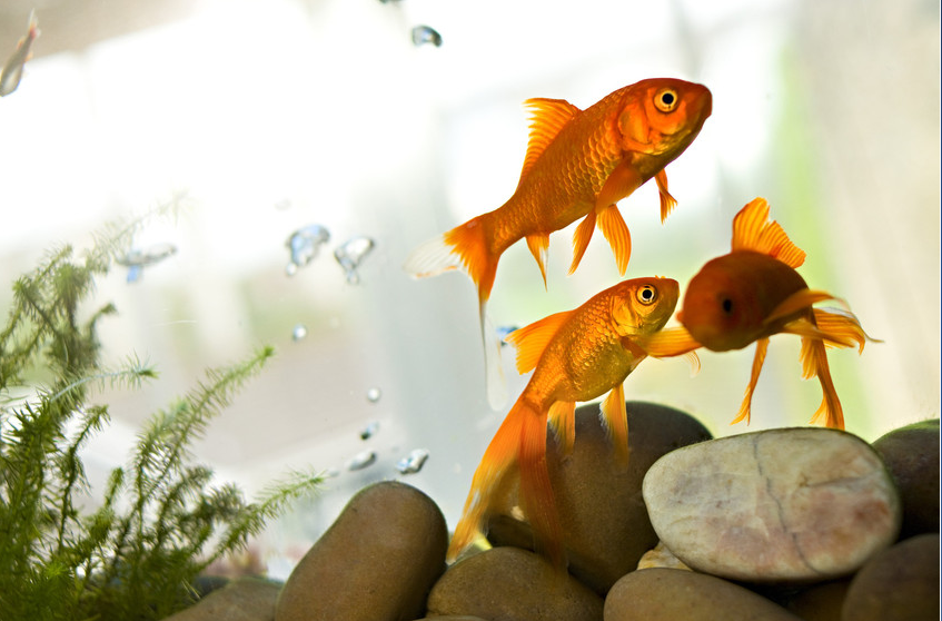 Aquarium Tank