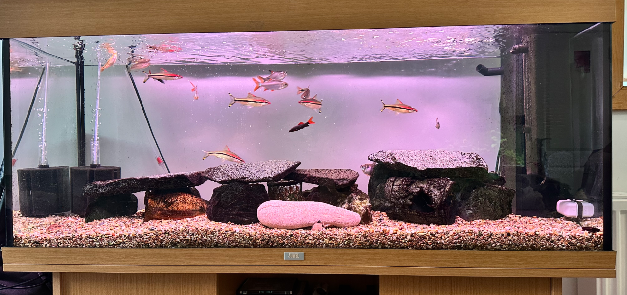 aquarium rentals