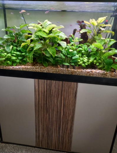 fish tank