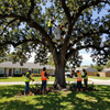 Utility workers trimming a large tree from buckets and ground in a suburban yard Utility workers trimming a large tree from buckets and ground in a suburban yard