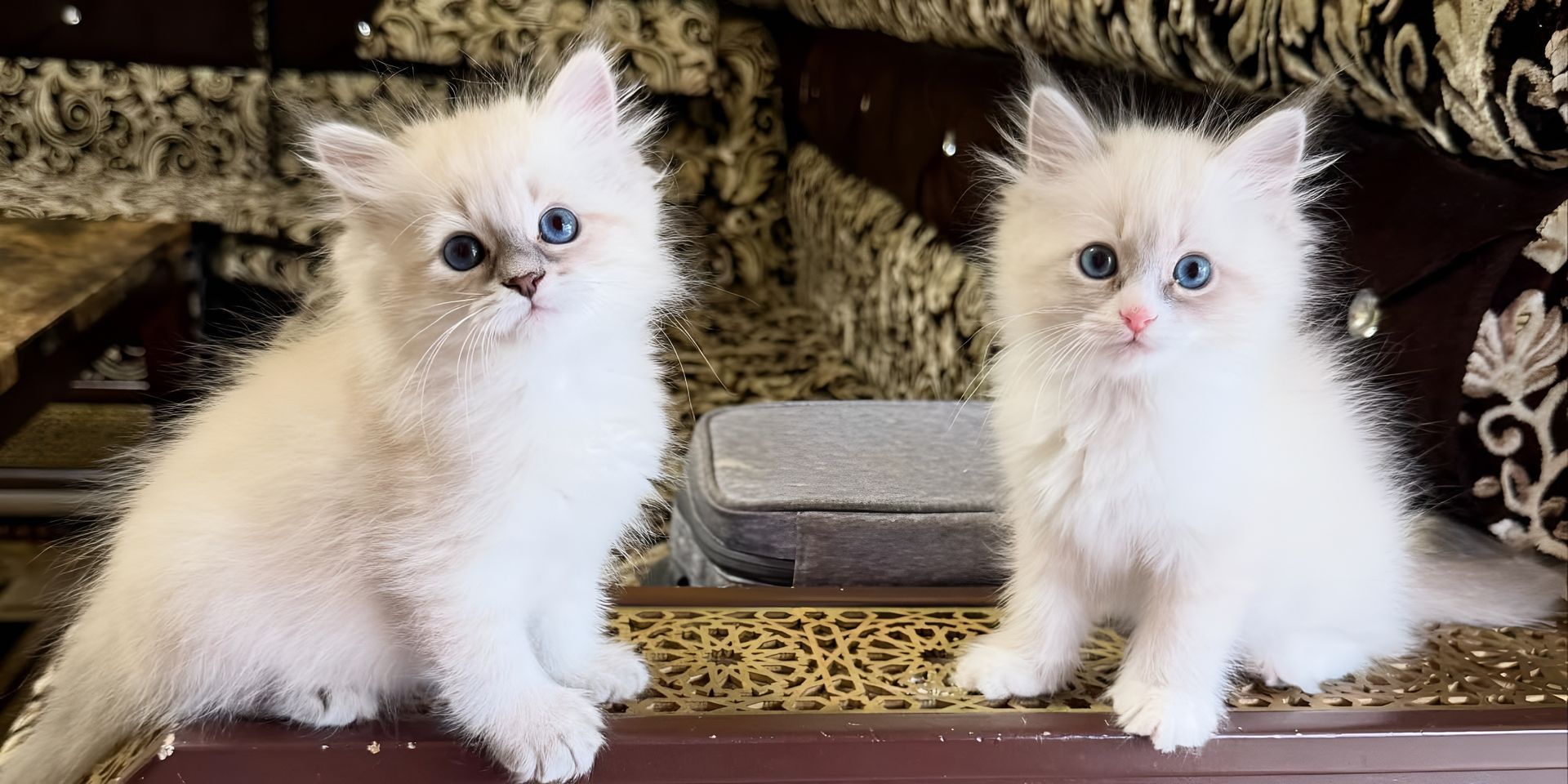 Two fluffy white kittens sitting side by side on a patterned rug