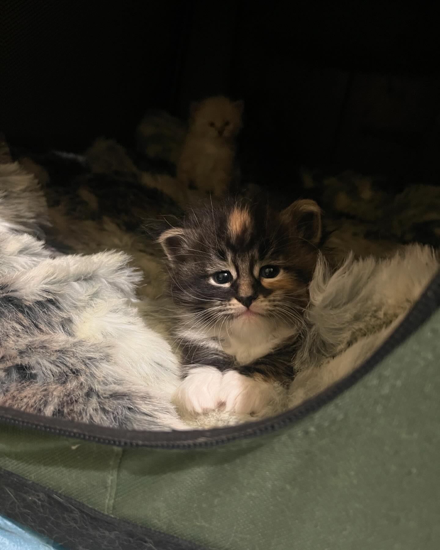 Tiny tabby kitten with white paws peeking out of a fluffy blanket inside a dark pet bed