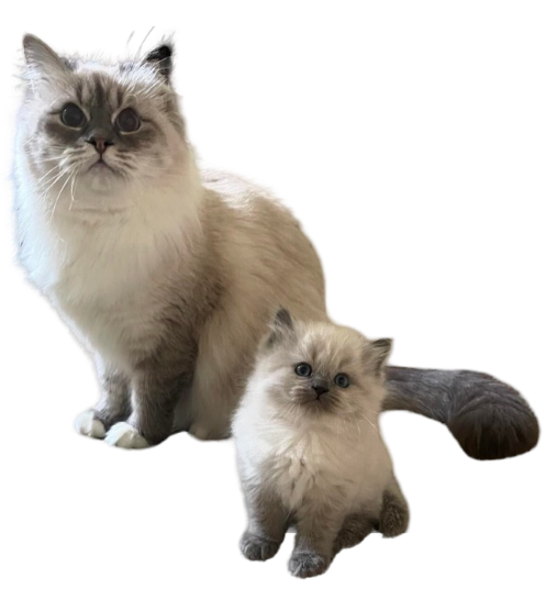 Woman cuddling a fluffy cat indoors, both looking content and relaxed.