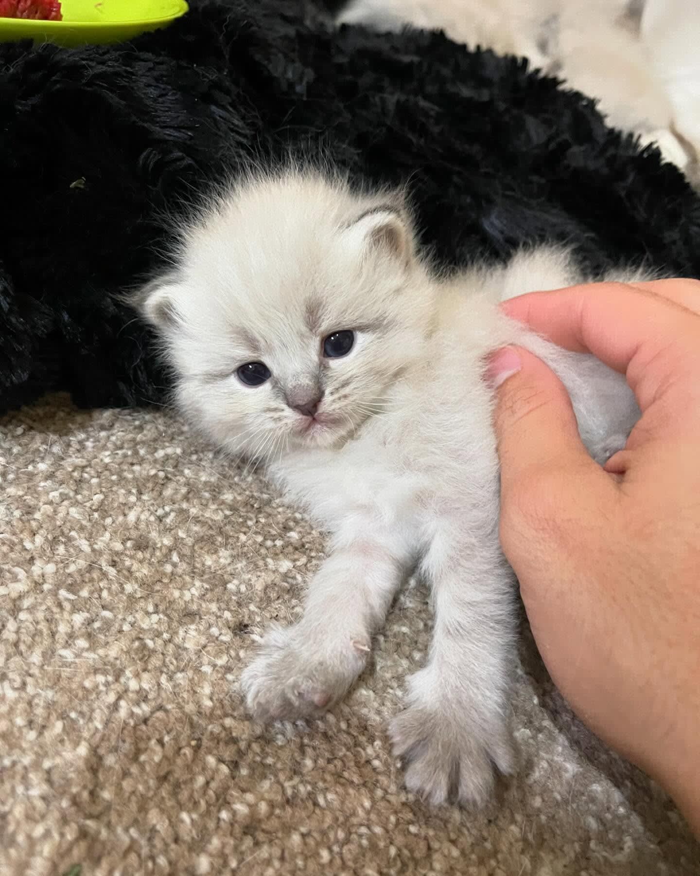 Fluffy white kitten being gently petted on a carpet, with a black cat in the background.