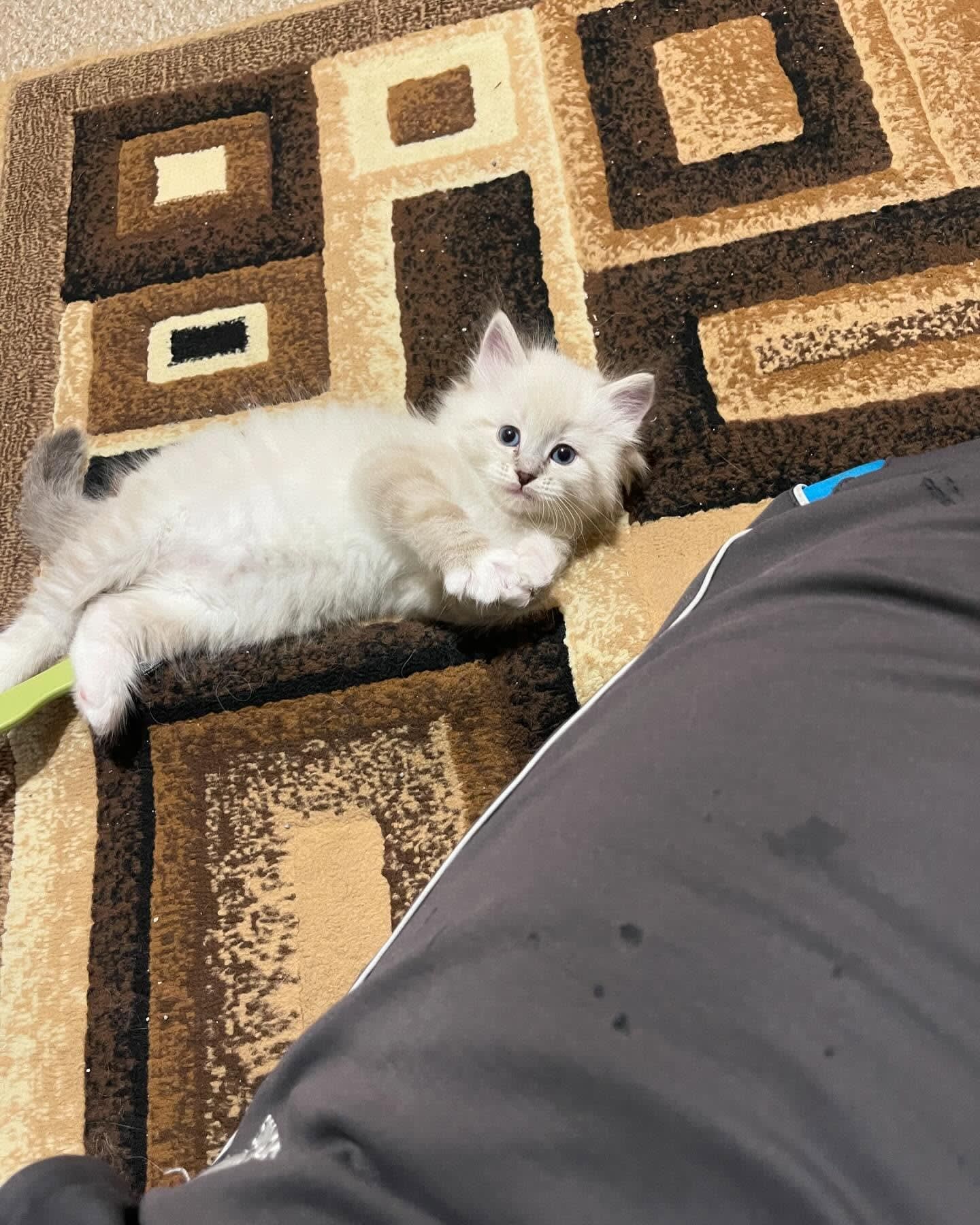 White fluffy kitten lying on a patterned rug beside a person’s leg and looking at the camera