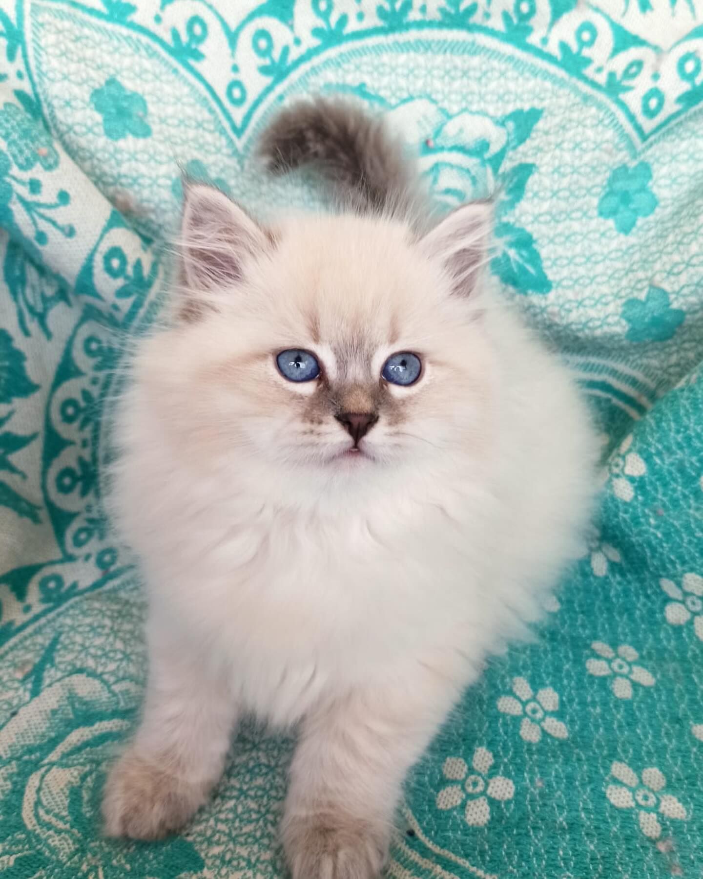 Fluffy cream kitten with blue eyes sitting on a turquoise patterned blanket