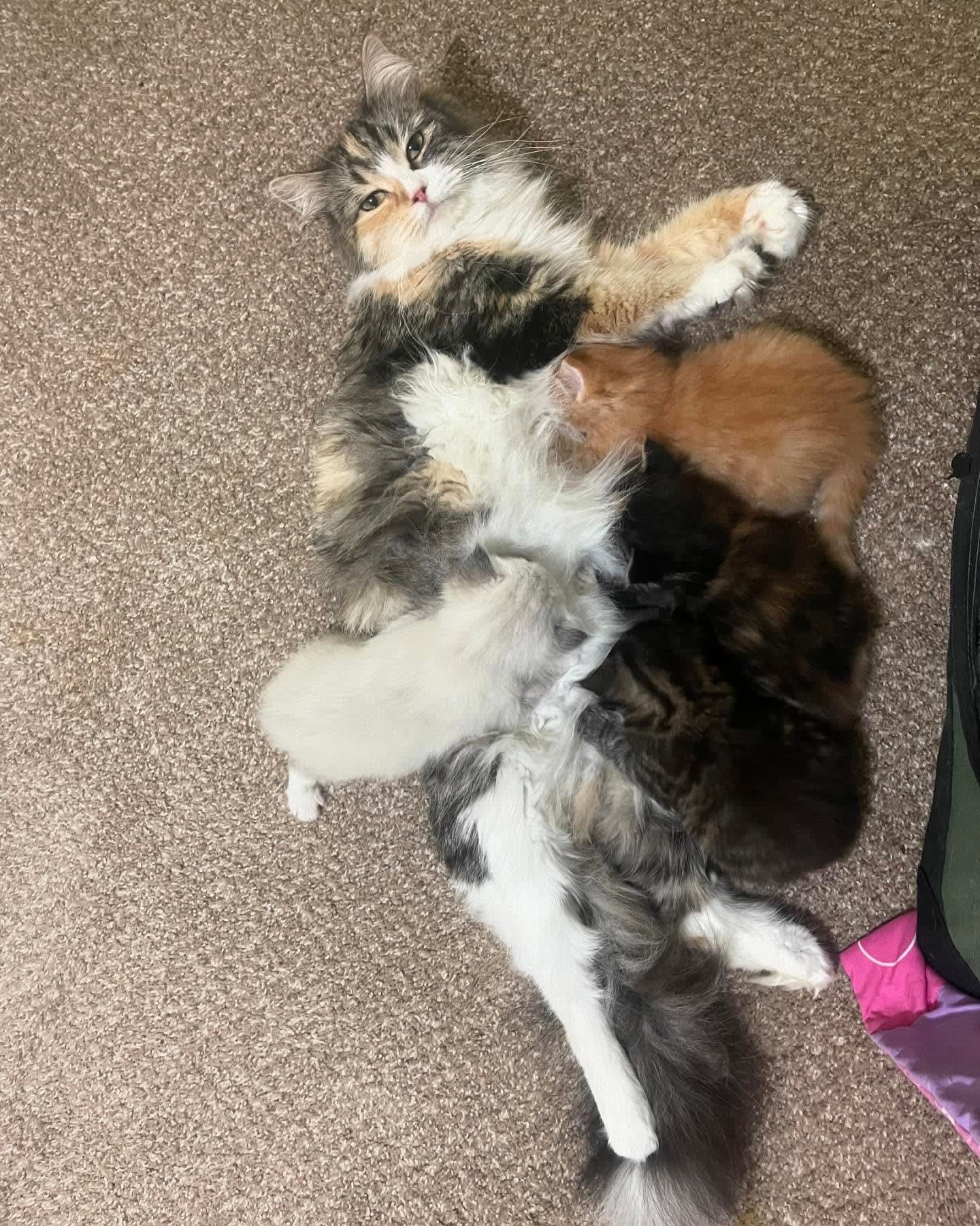 Three sleeping kittens piled together on a carpet, in gray, white, black, and orange fur.