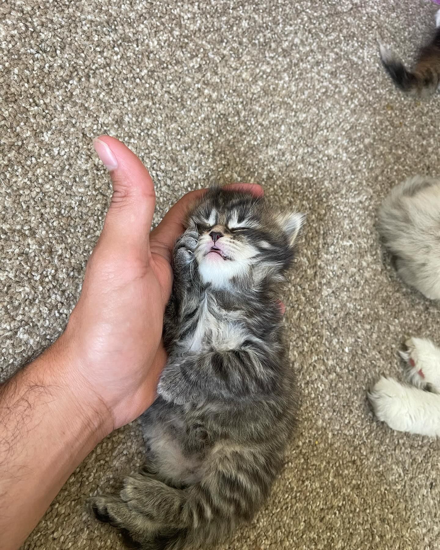 Tiny tabby kitten lying on carpet, reaching toward a hand, with another kitten partly visible nearby