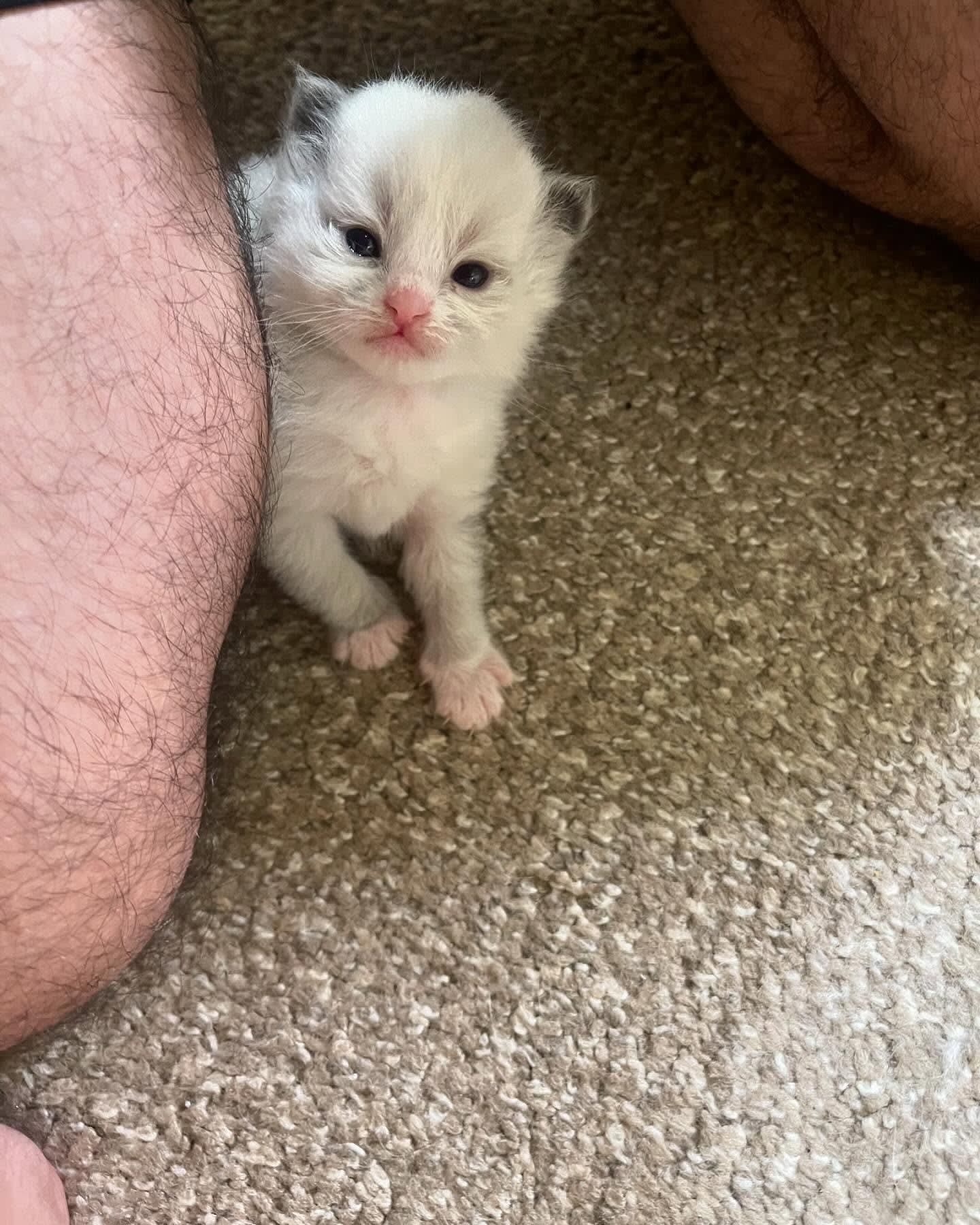 Tiny white kitten standing on carpet beside a person’s legs, looking at the camera.