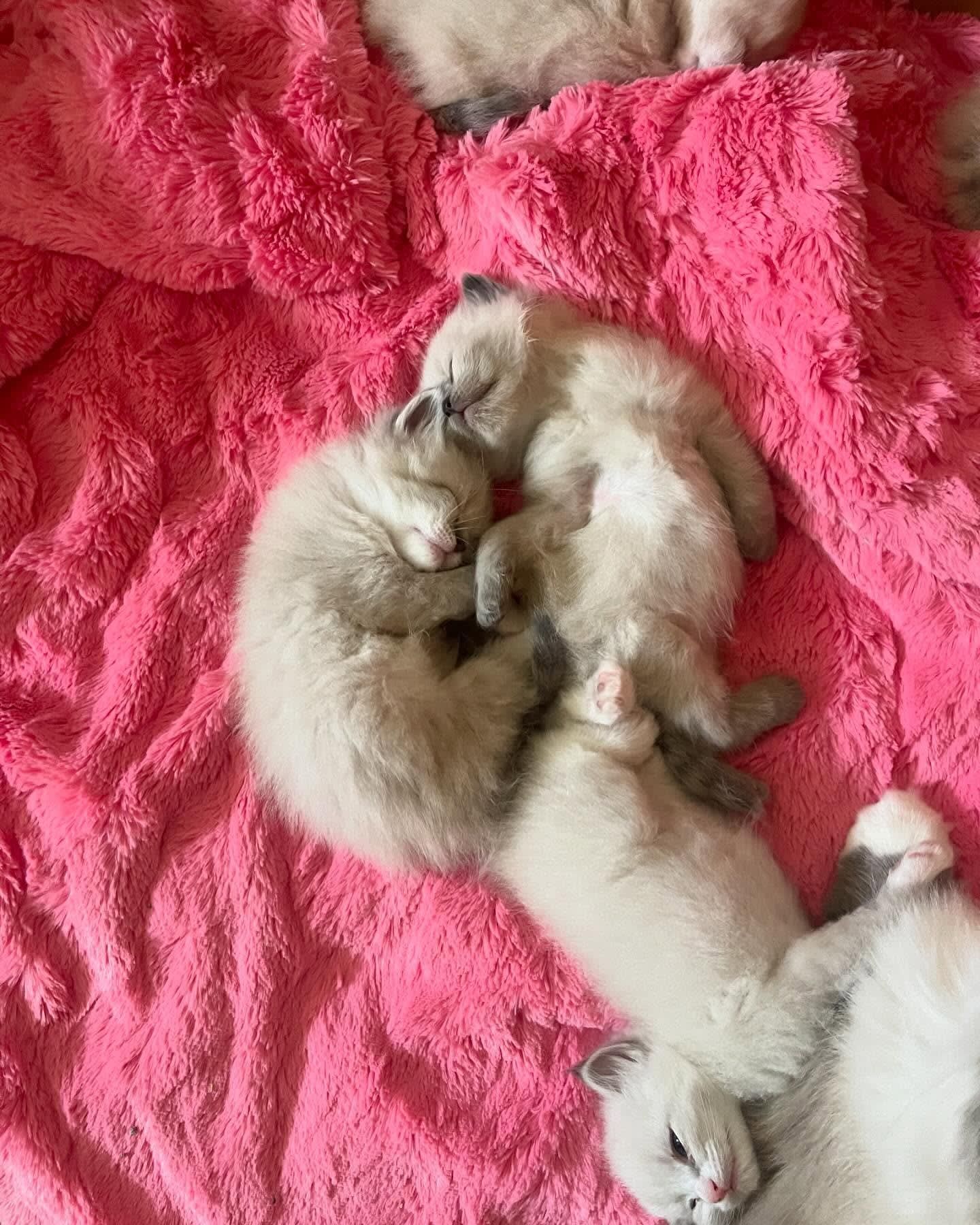 Four sleeping kittens cuddled together on a bright pink fluffy blanket