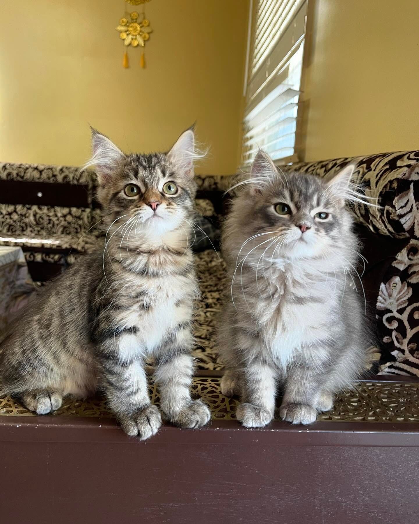 Two fluffy gray kittens sitting side by side on a patterned couch in a sunlit room
