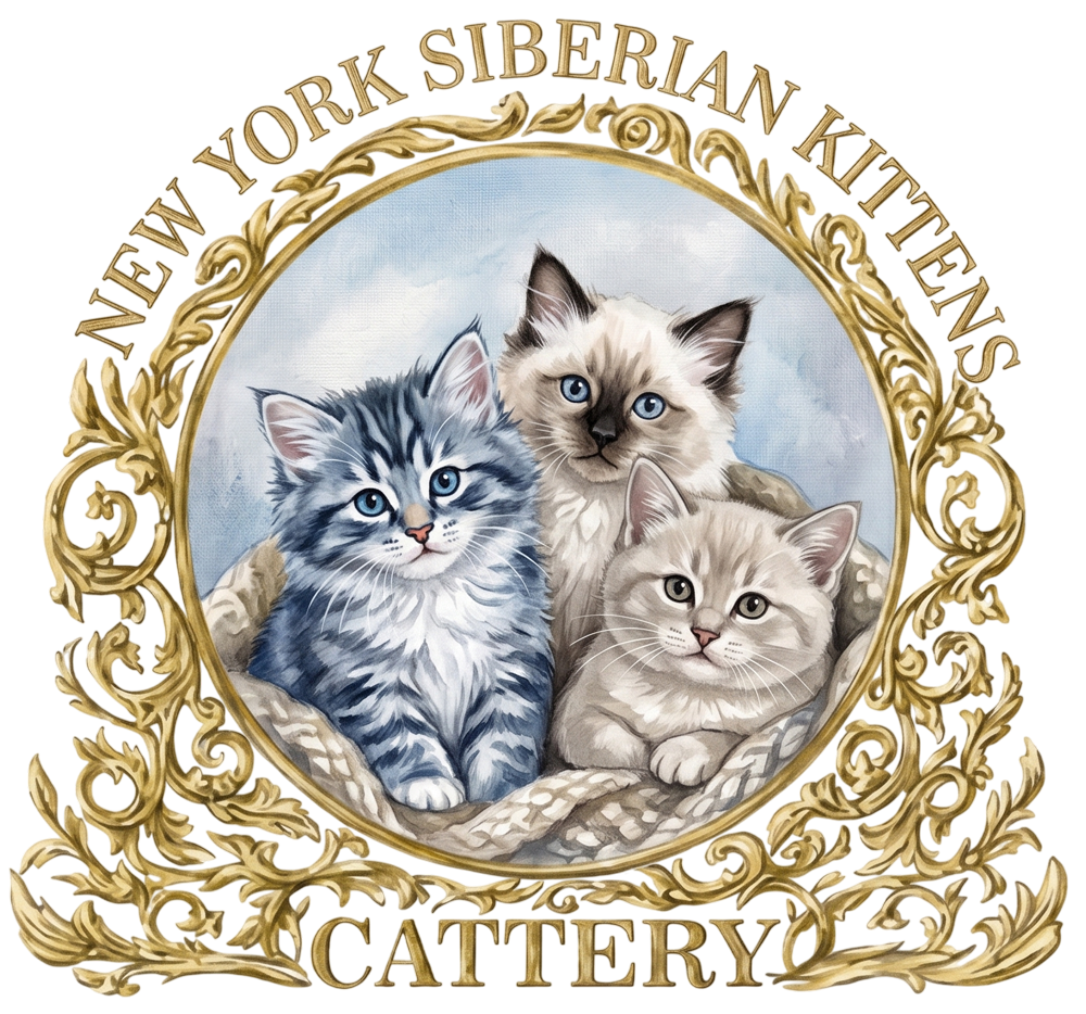 New York Siberian Kittens
