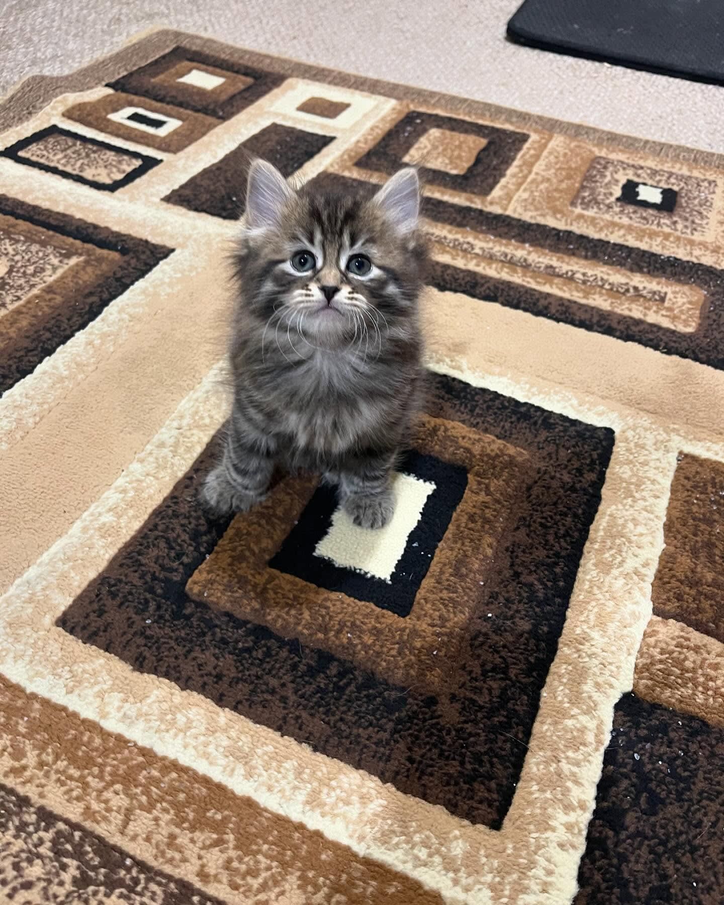 Fluffy gray kitten sitting on a patterned rug, looking up at the camera.