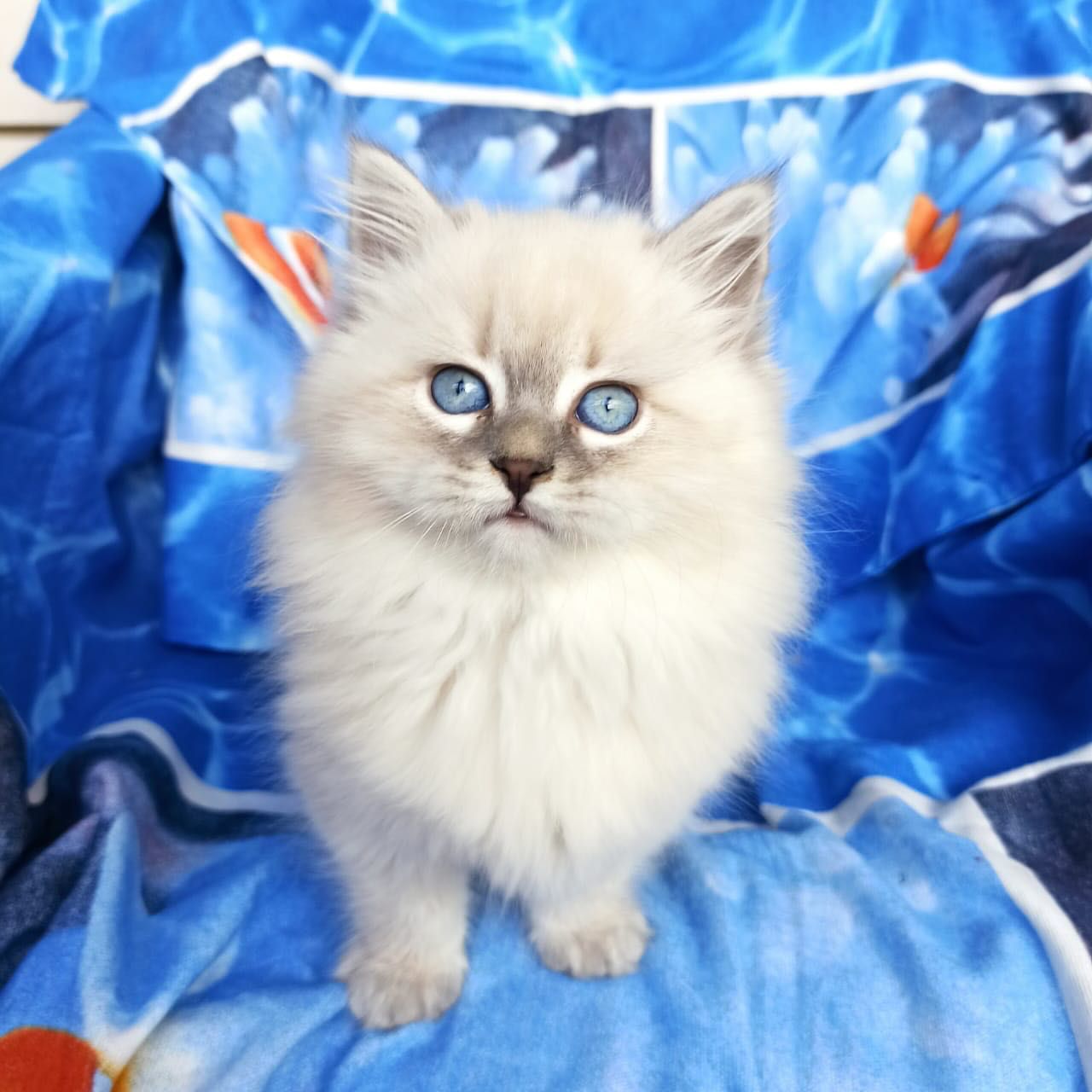 Fluffy cream kitten with blue eyes sitting on a blue patterned blanket