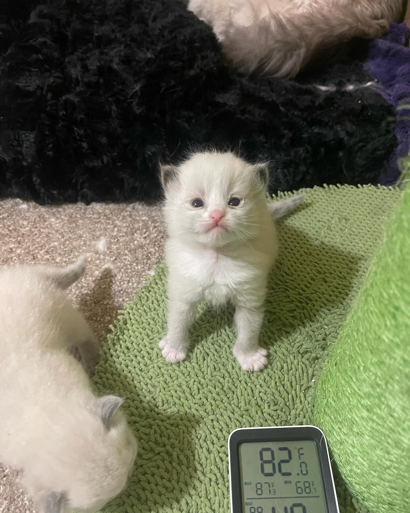 White kitten standing on a green mat near a digital thermometer, with another kitten partially visible nearby.