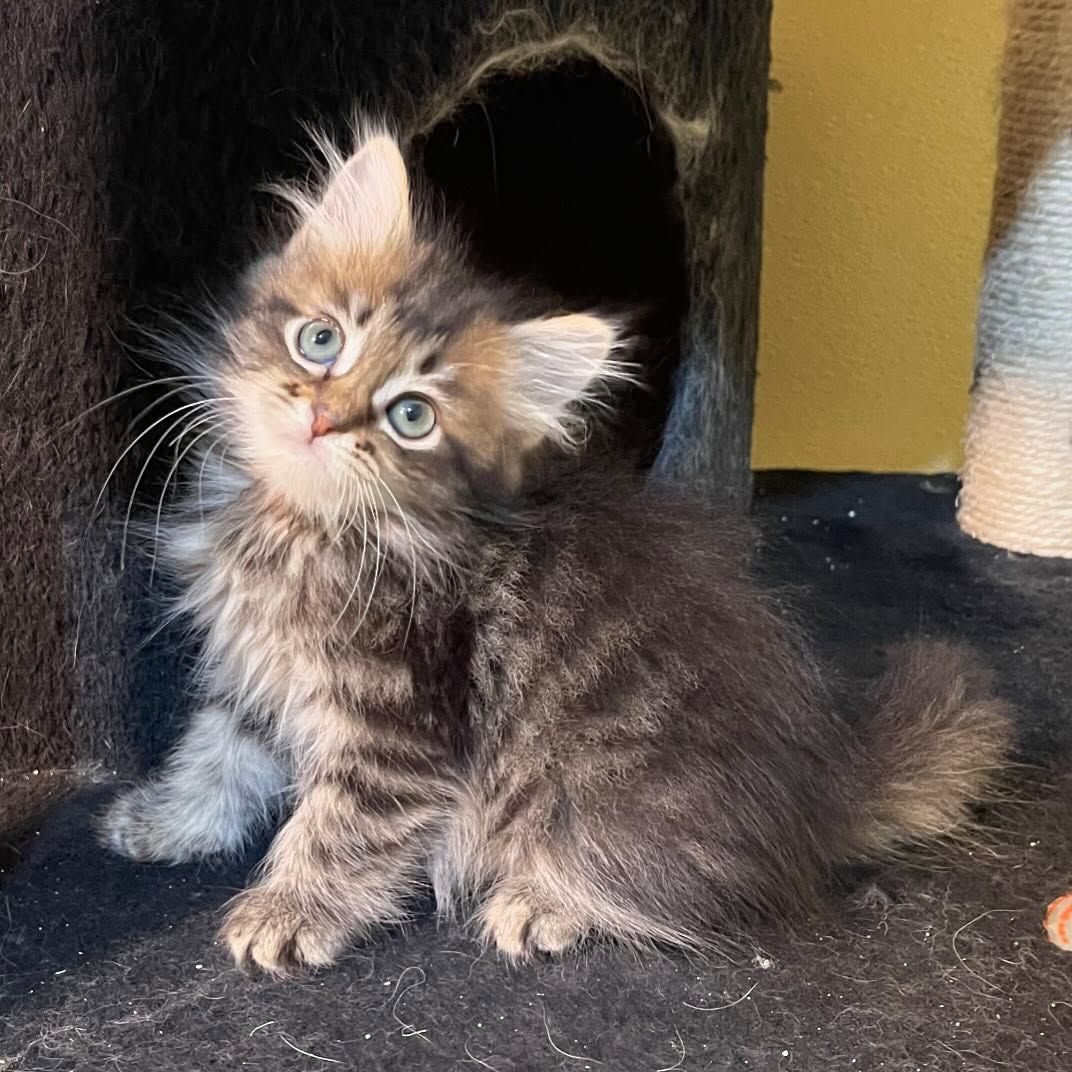 Fluffy tabby kitten with blue eyes sitting on a dark carpet, looking up curiously