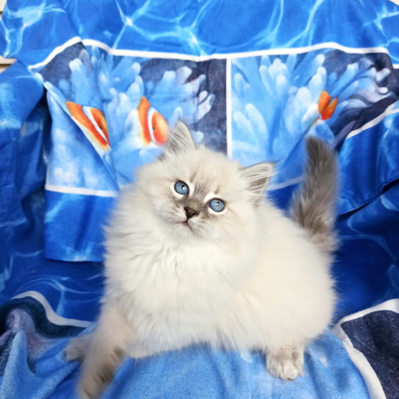 Fluffy cream kitten with blue eyes sitting on a blue floral blanket