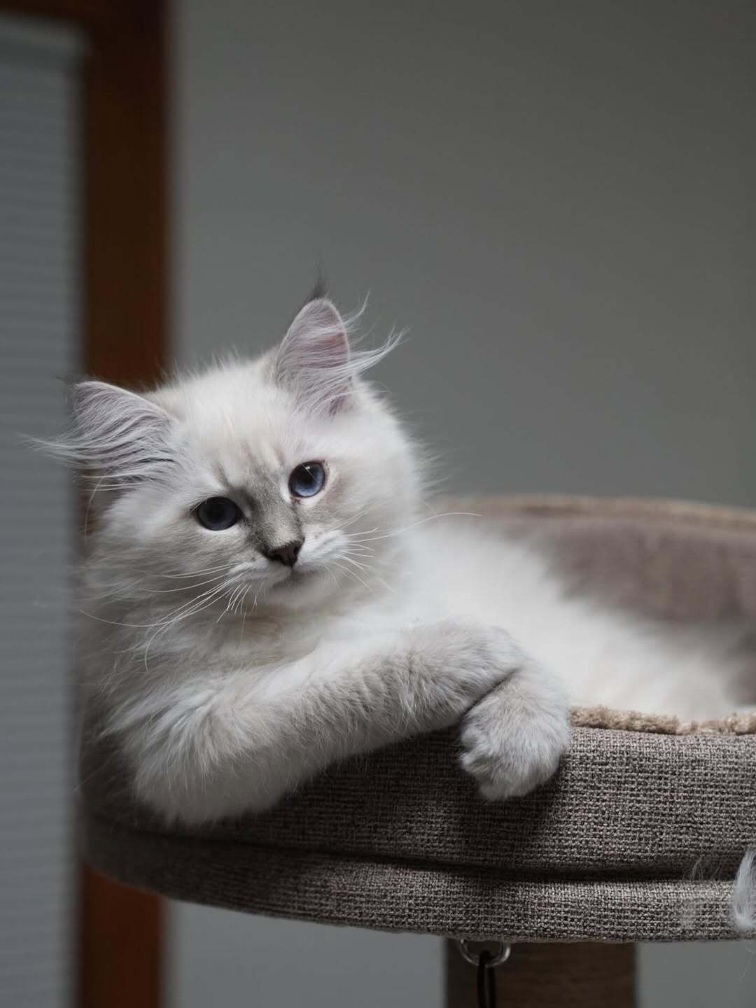 Woman holding a fluffy cat on a bright couch