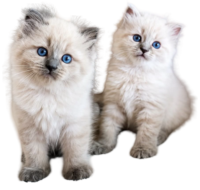 Fluffy gray tabby kitten with blue eyes sitting on a white background