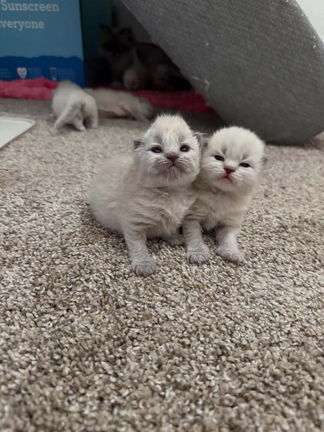 Two fluffy white kittens sitting together on a carpet, with a gray cat tree behind them.