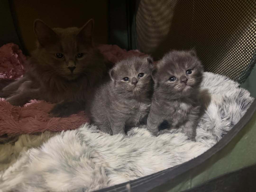 Three kittens huddled in a soft bed beside a dimly lit adult cat