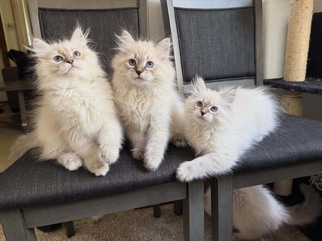 Three fluffy kittens sitting on a chair, two cream-colored and one white, looking at the camera.