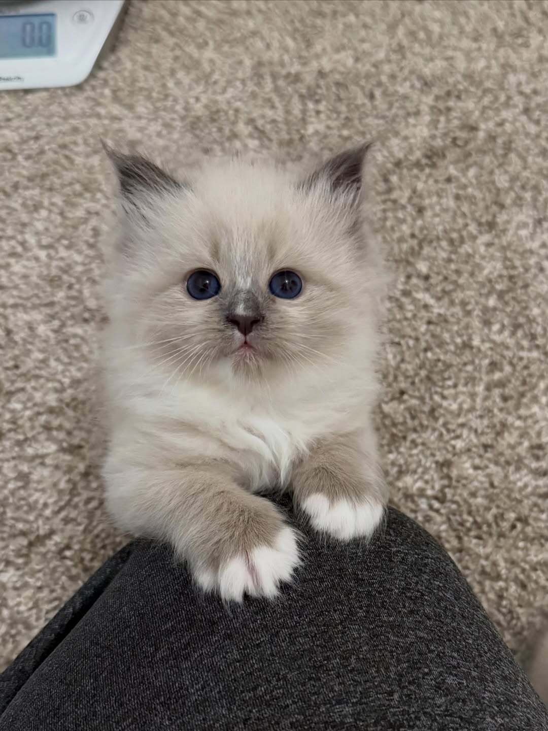 Fluffy cream kitten with dark ears and paws, peeking over a person’s leg on carpet