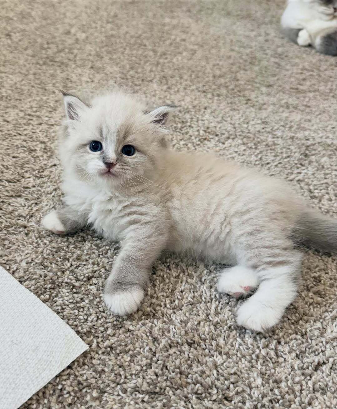 Fluffy cream kitten lying on a carpet, looking at the camera