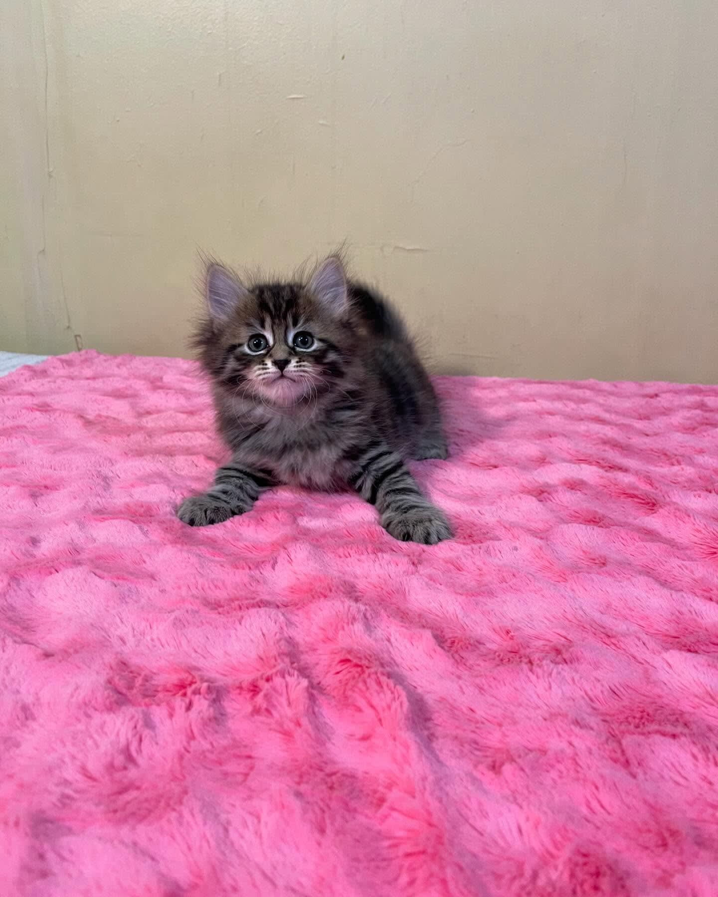 Tiny fluffy kitten on a bright pink blanket against a beige wall