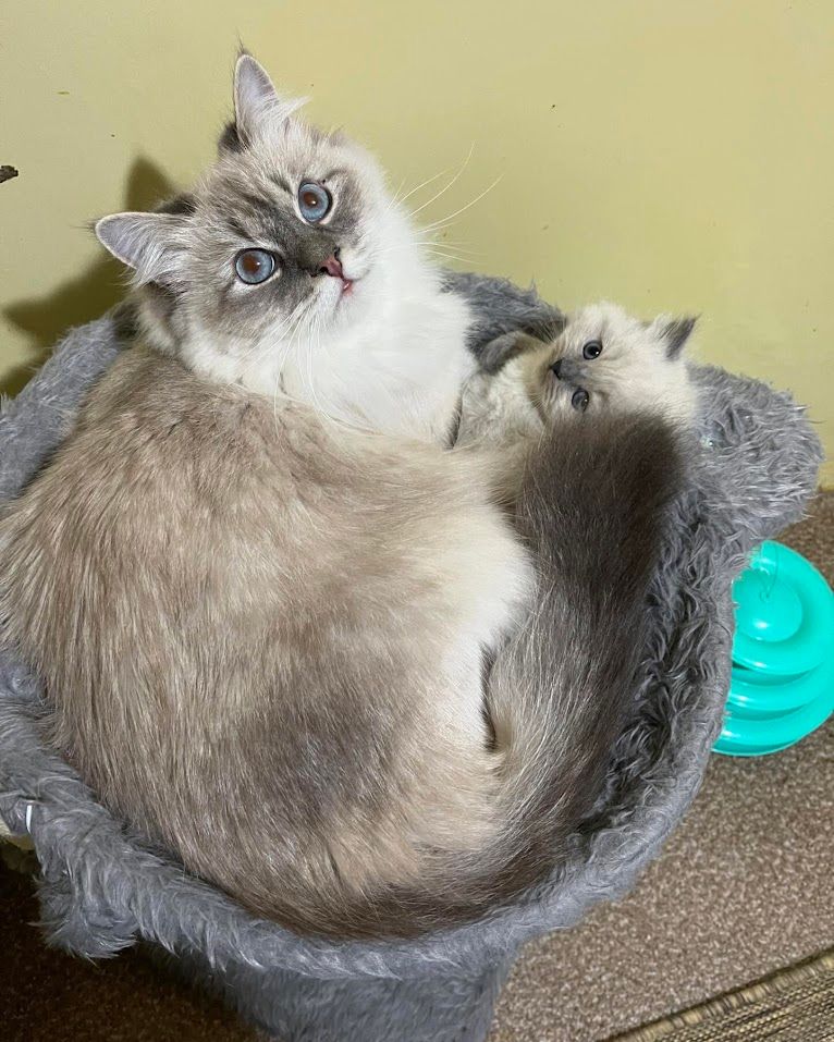 Fluffy gray-and-white cat curled in a gray bed, looking up with a tilted head.