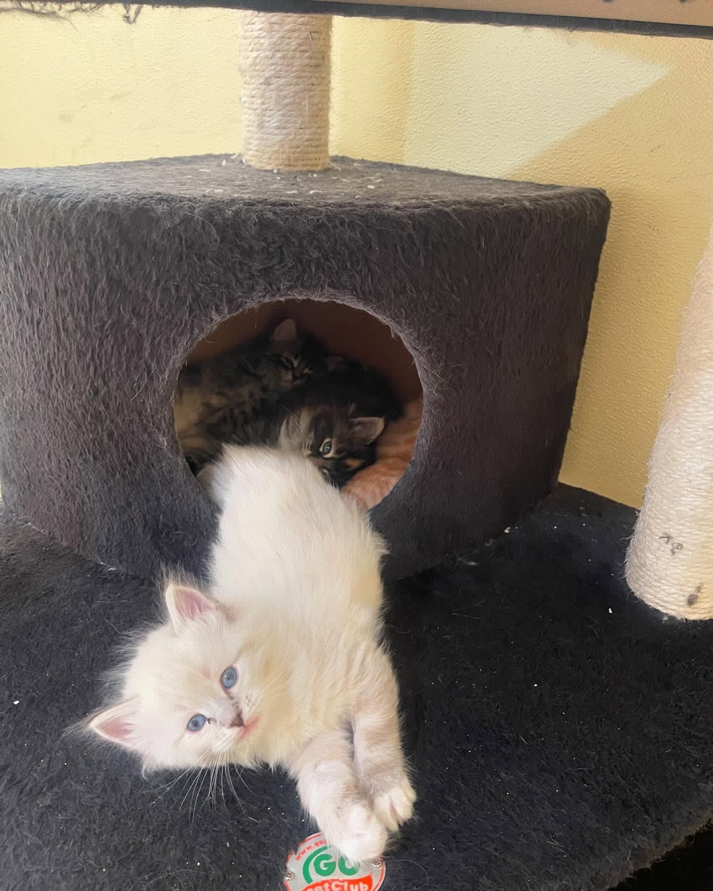 Cream kitten hanging upside down from a cat tree, with another cat peeking from a cubby.
