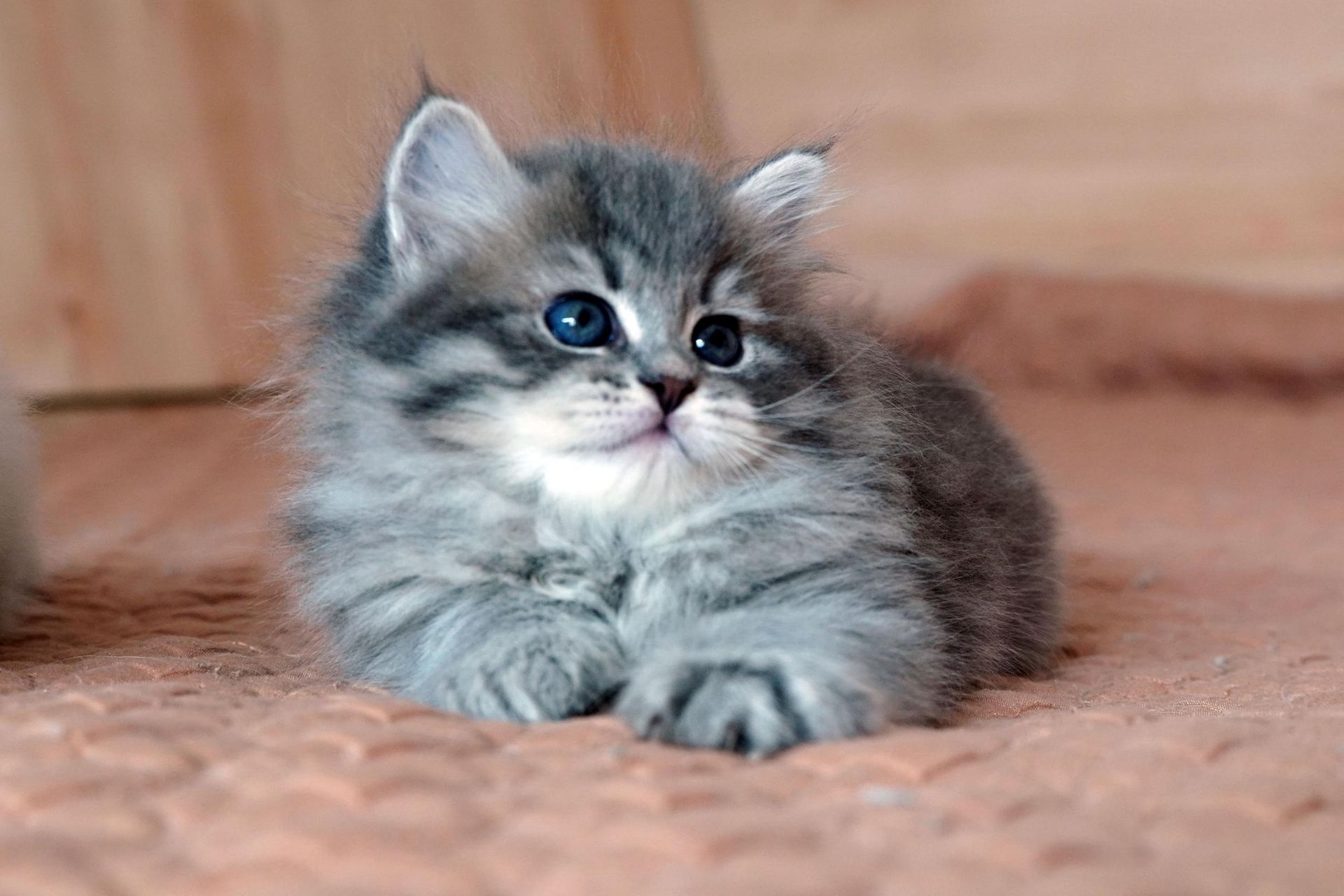 Fluffy gray kitten with blue eyes lying on a soft pink blanket