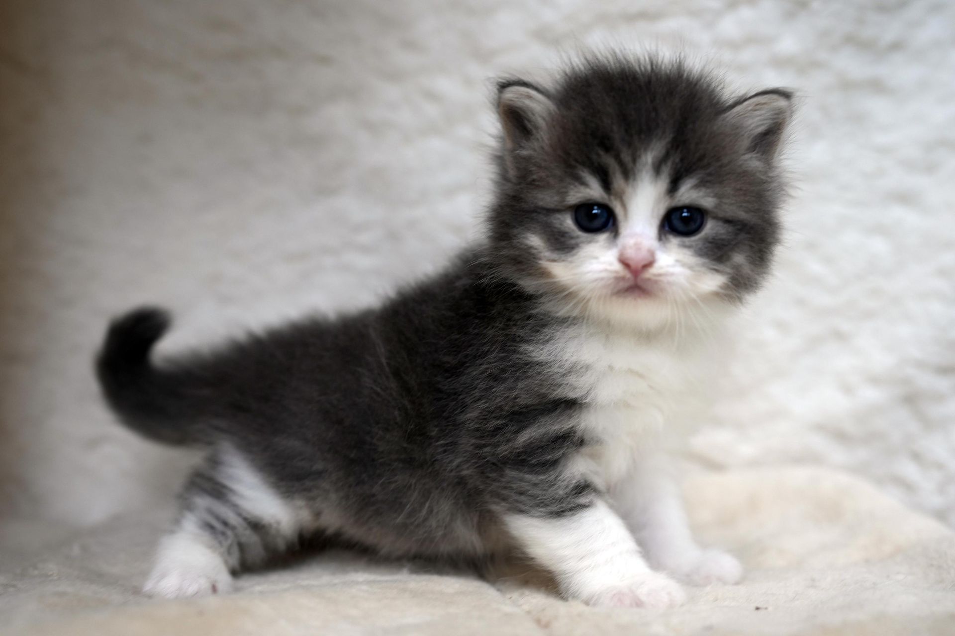 Small fluffy black-and-white kitten standing on a soft white blanket