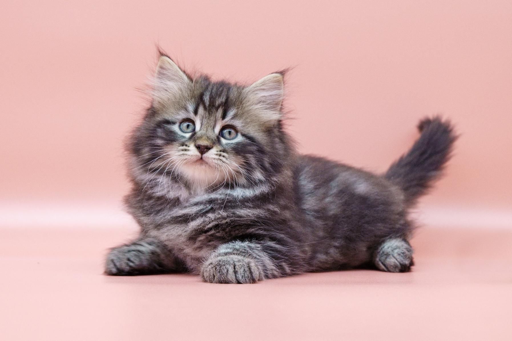 Fluffy gray tabby kitten lying on a pink background, looking upward with tail raised