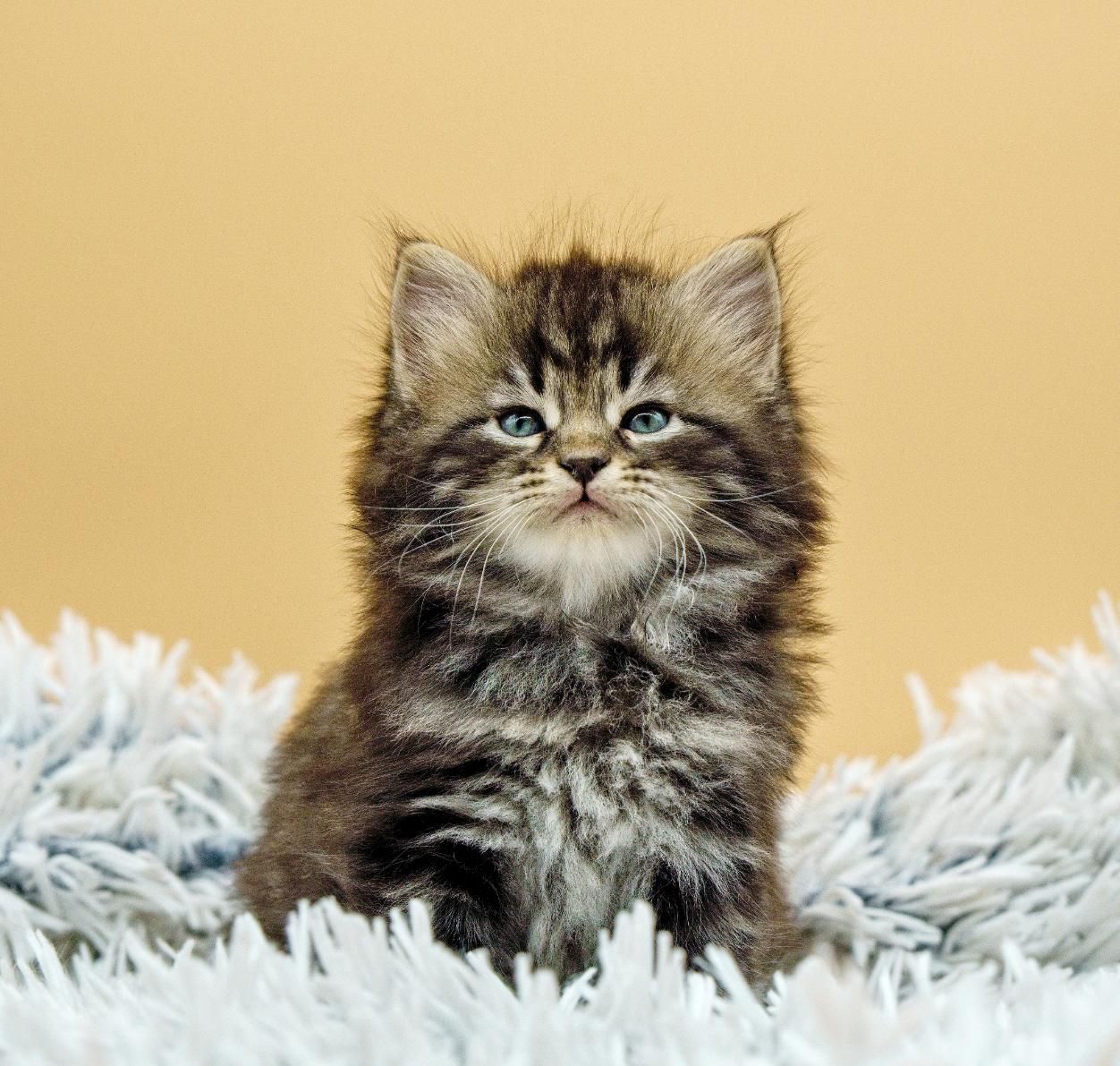 Fluffy tabby kitten sitting on a white blanket against a warm yellow background