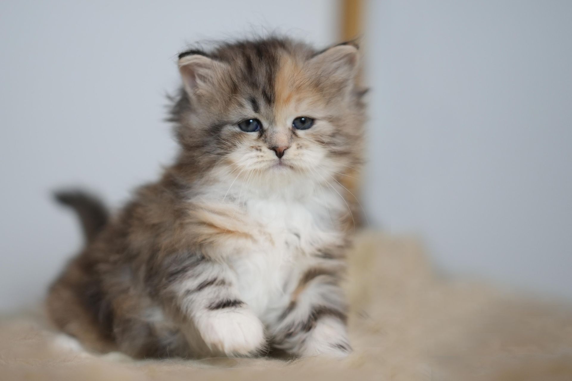Fluffy gray-and-white kitten sitting on a soft beige surface, looking at the camera.