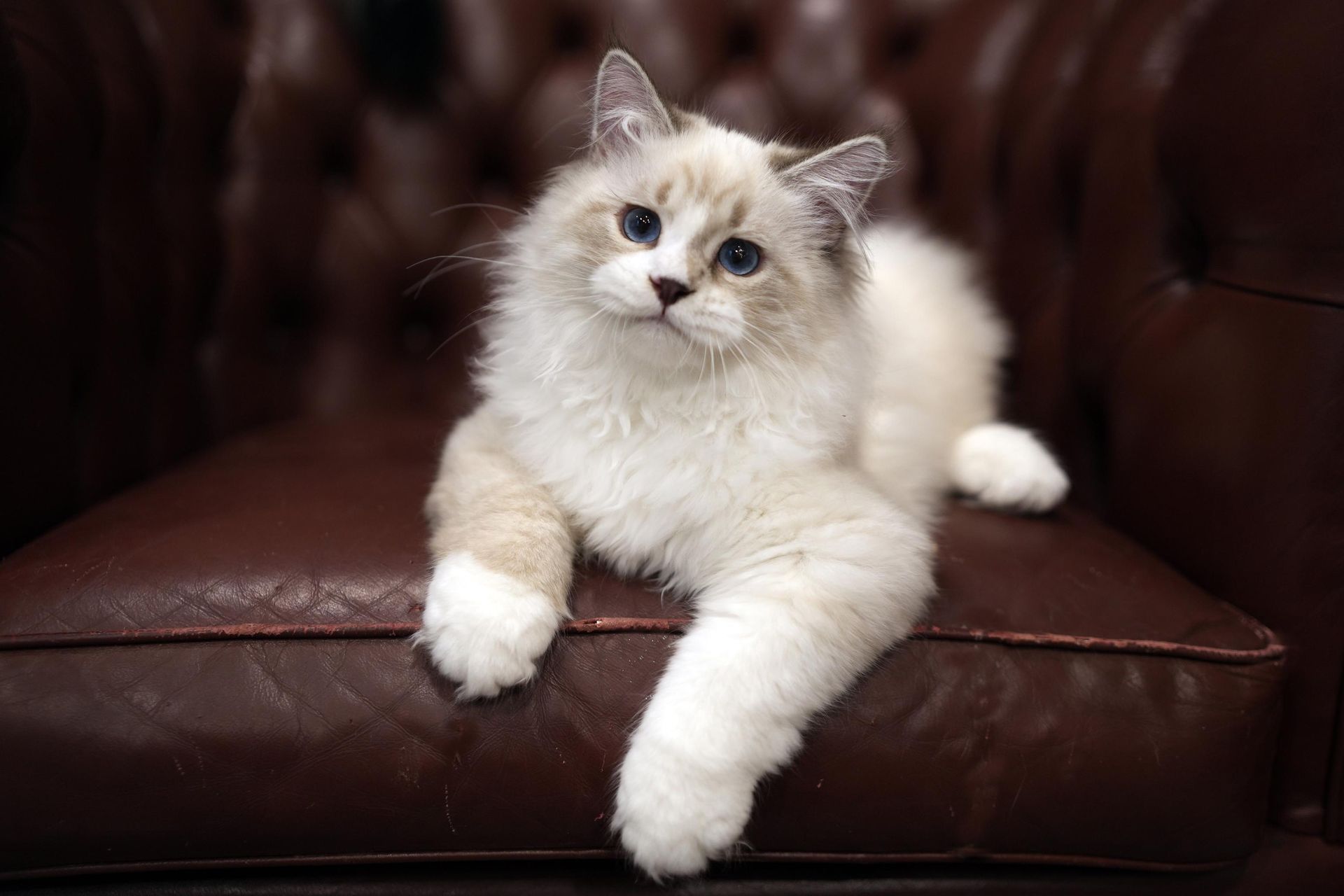 Fluffy cream-and-white cat lounging on a brown leather couch, looking at the camera