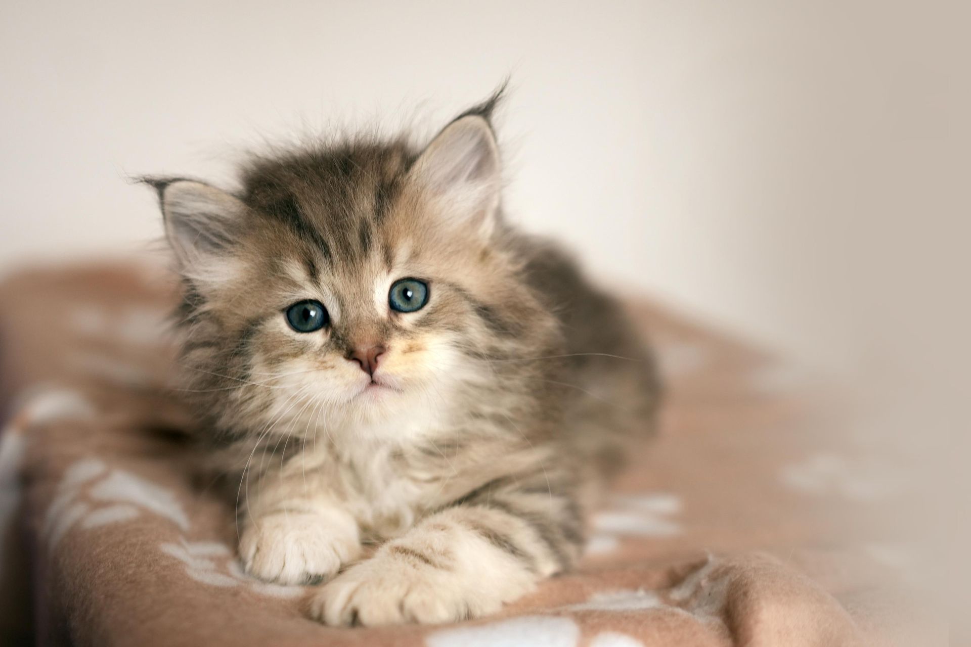 Fluffy kitten with blue eyes resting on a soft beige blanket