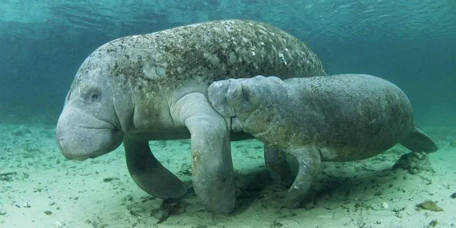 A manatee and its calf underwater on a sandy bottom. The adult is larger with a mottled gray-brown coat, the calf is smaller.