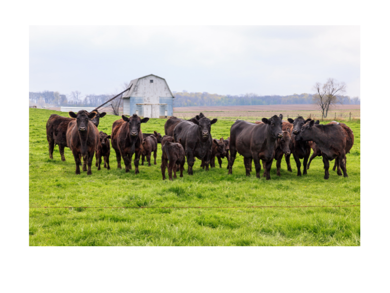 Angus Cattle Barn