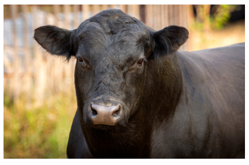 Angus Bull Head