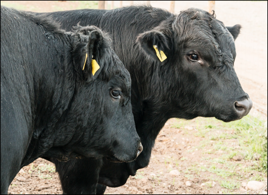 Angus Bulls