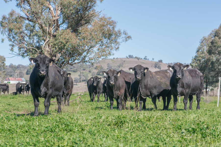 Angus Bulls