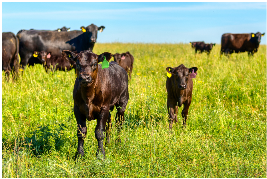 Angus Calves