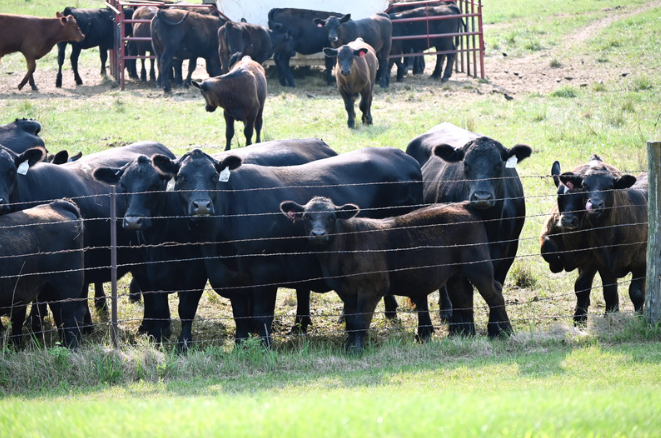 AngusCattle